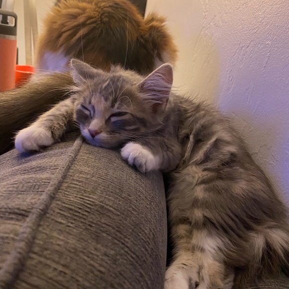 schickering
